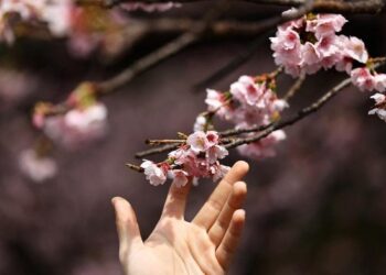 Jepang Rilis Tanggal Bunga Sakura Mekar, Siap-siap Pesan Tiket Pesawat Ya!
